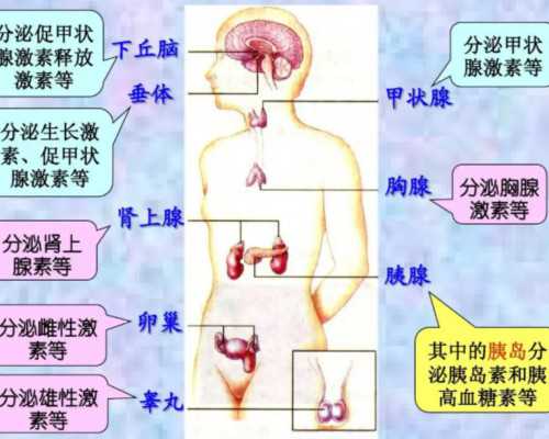 国内大龄供卵试管医院,无精症会遗传给后代吗?哪位有经验的朋友来说说看